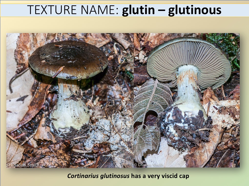 Slide067