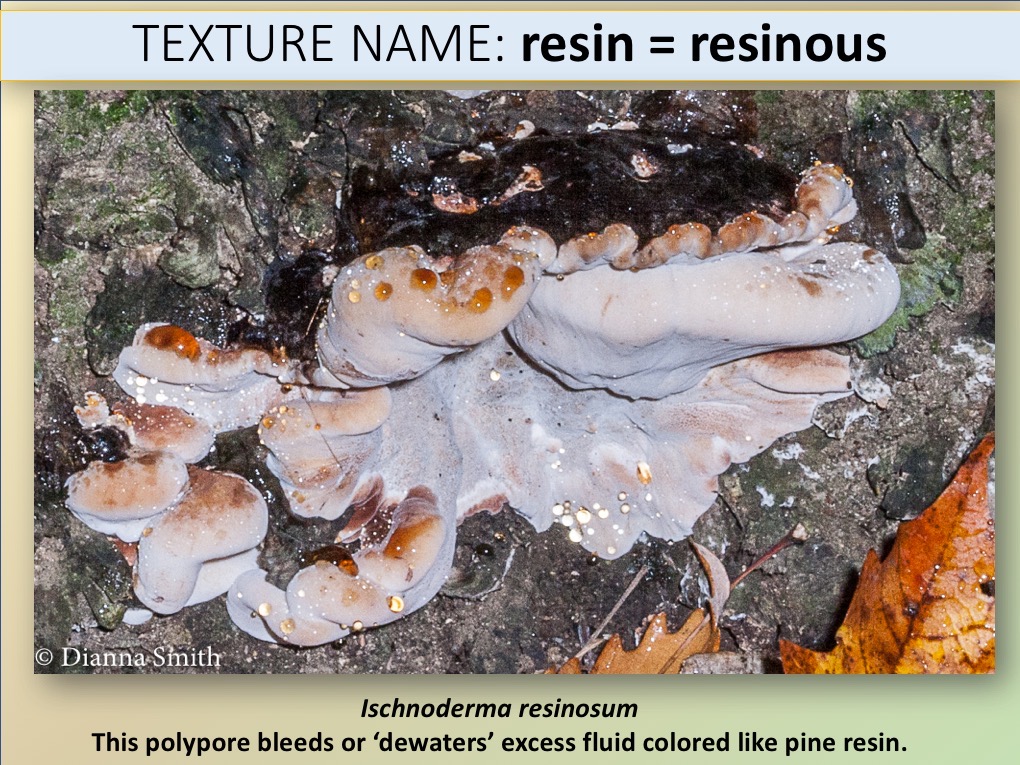 Slide074