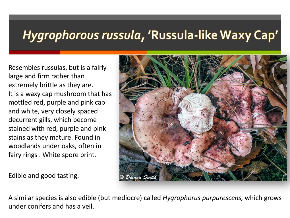 Slide075