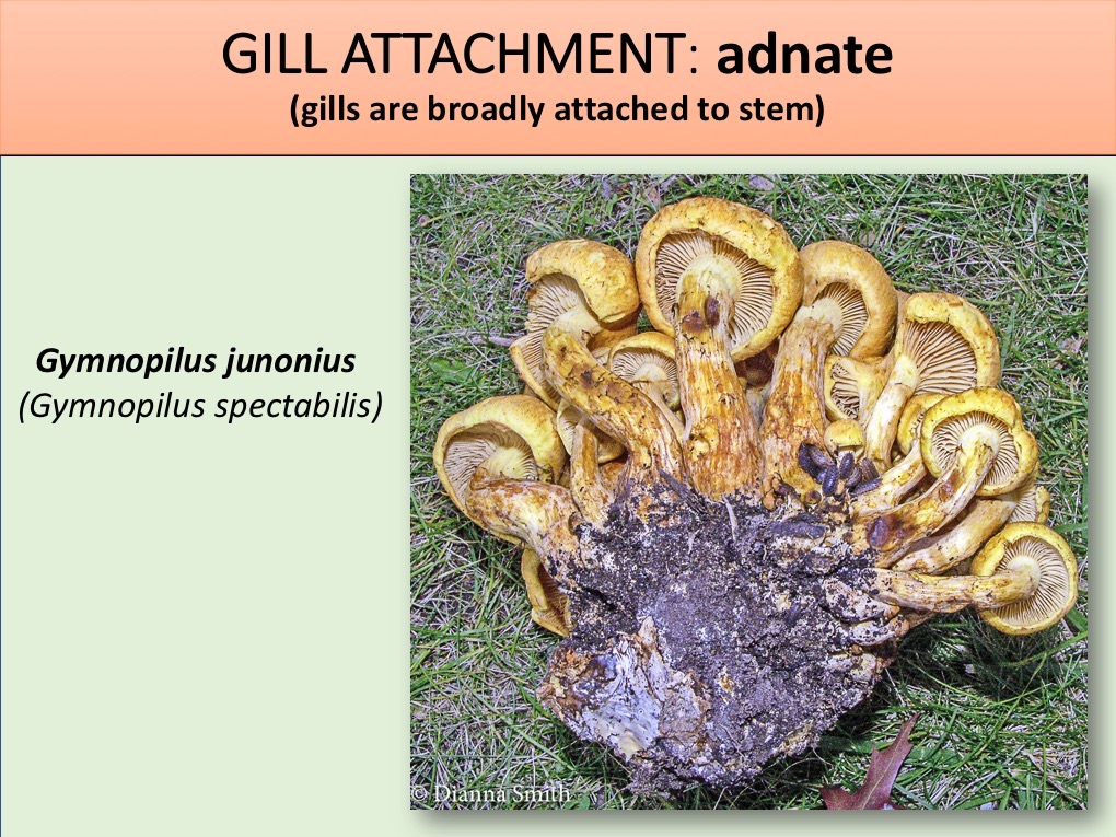 Slide077