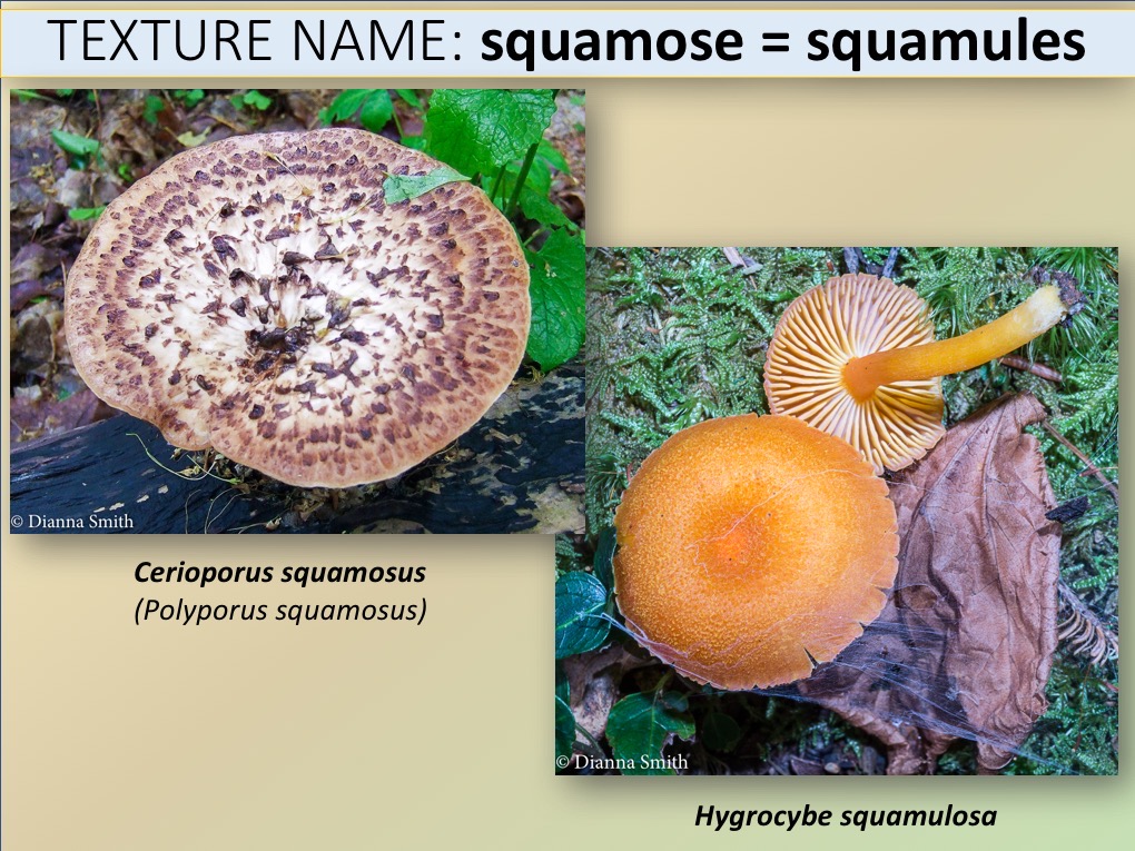 Slide079