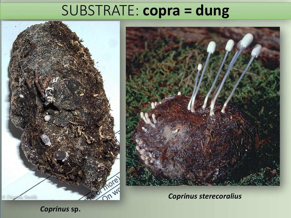 Slide084