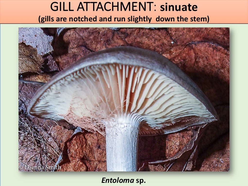 Slide084
