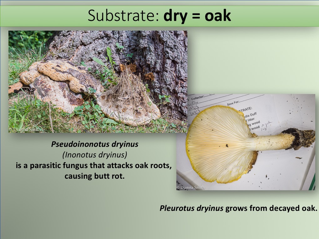 Slide085