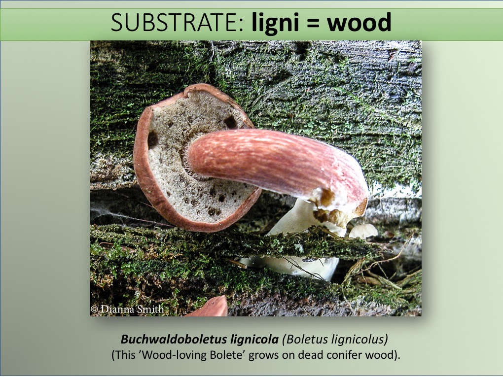 Slide086