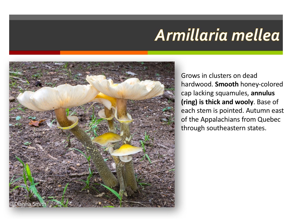 Slide090
