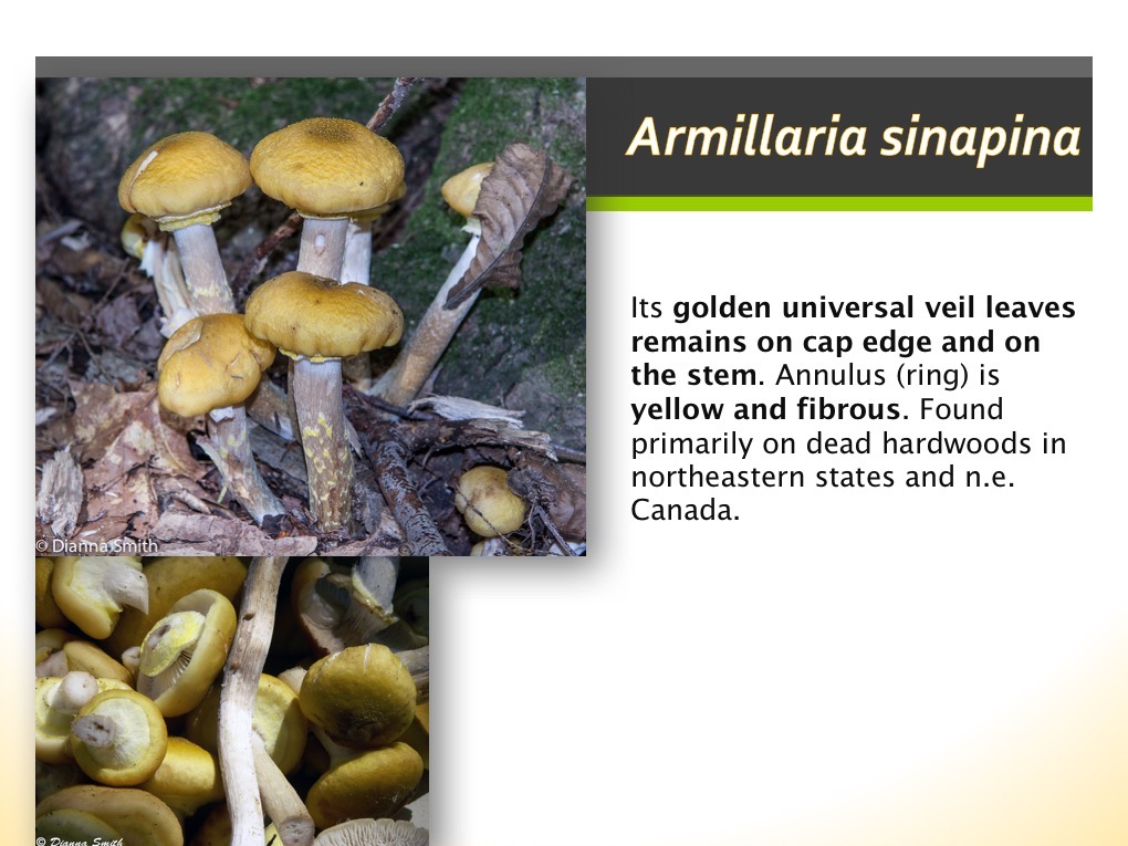 Slide091