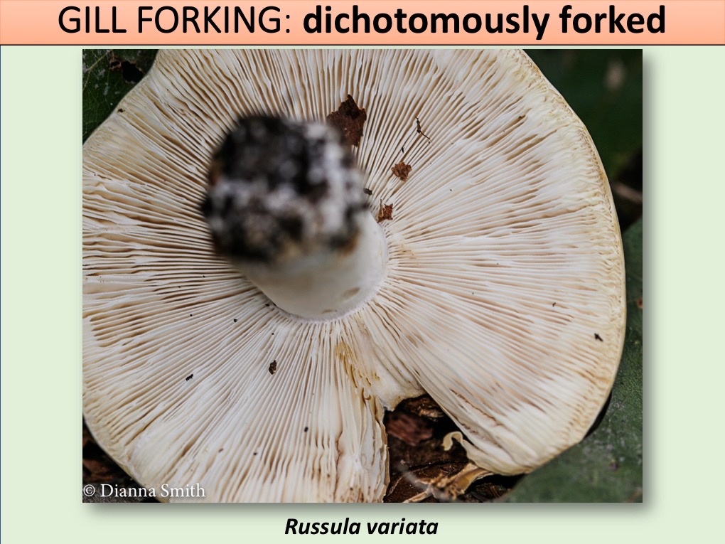 Slide092
