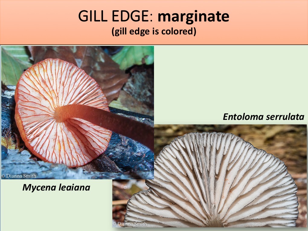 Slide095