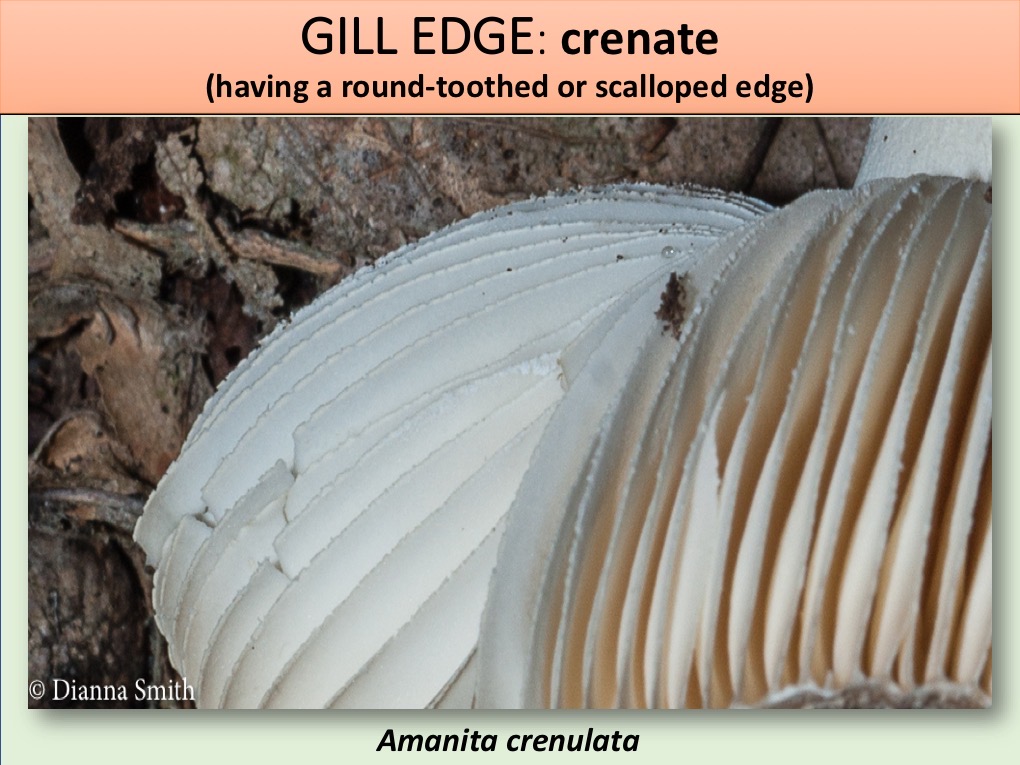 Slide096