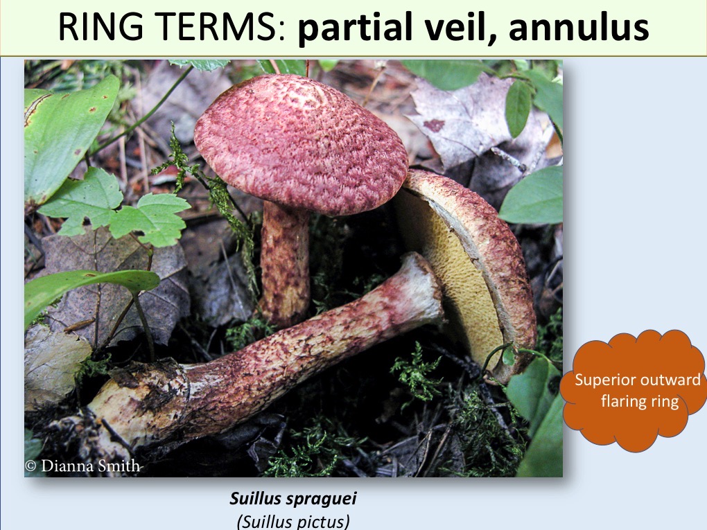 Slide105