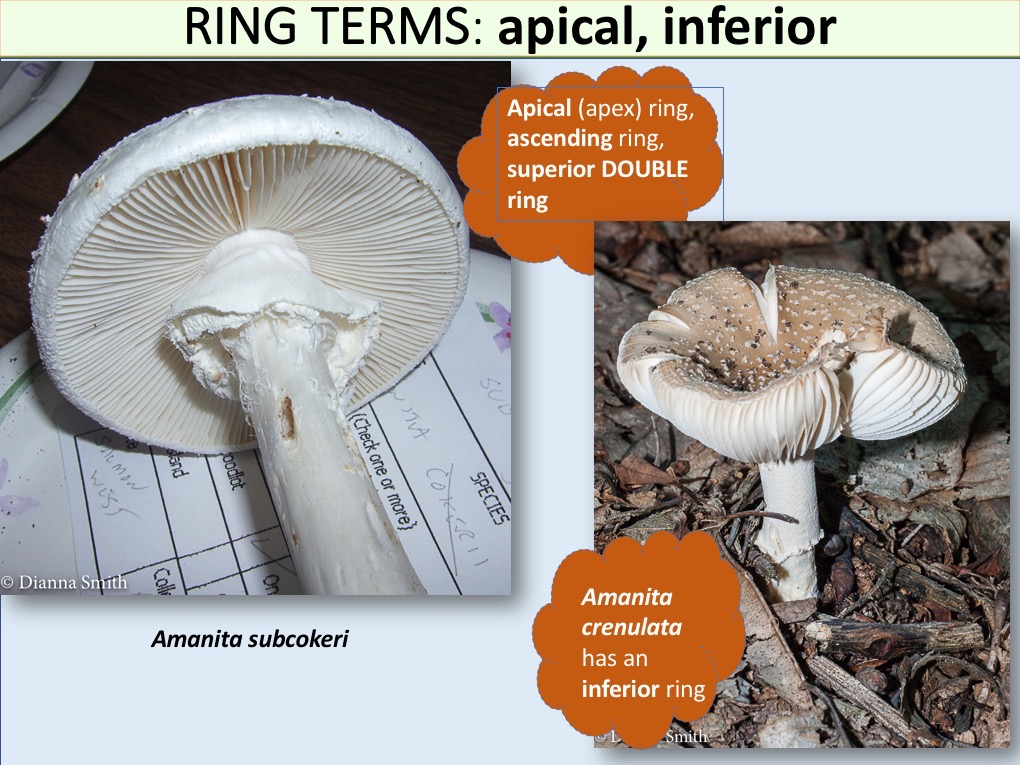 Slide106