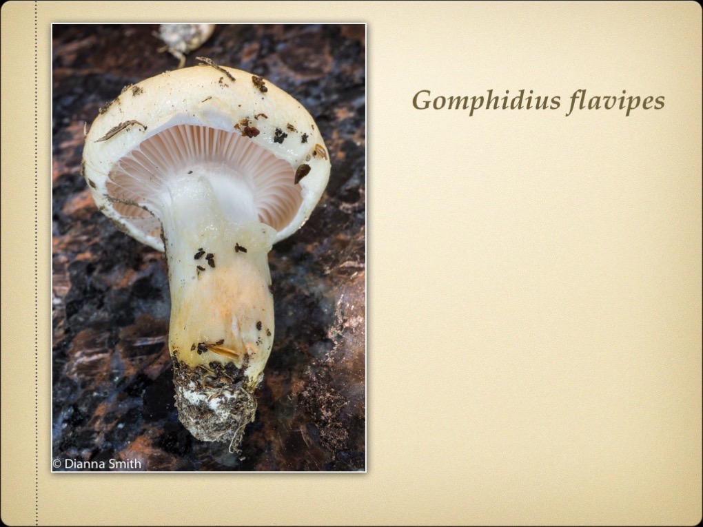 Slide11