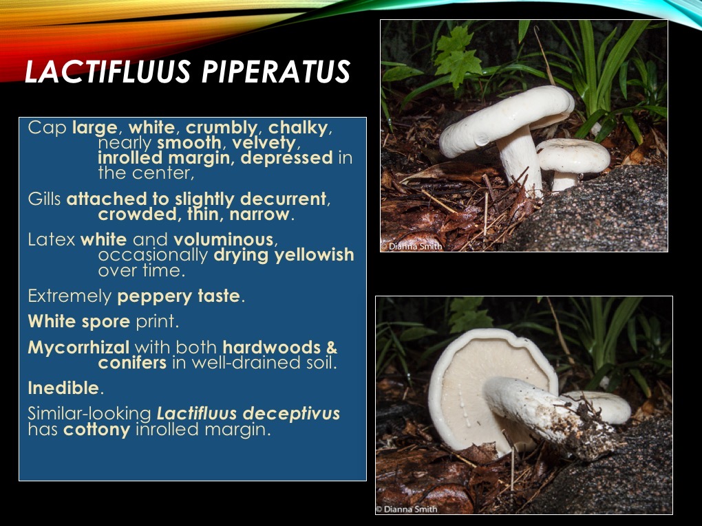 Slide11