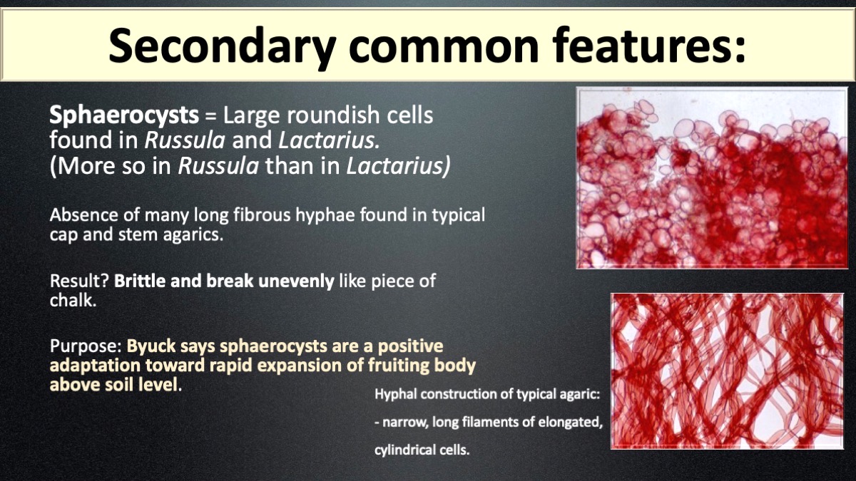 Slide11
