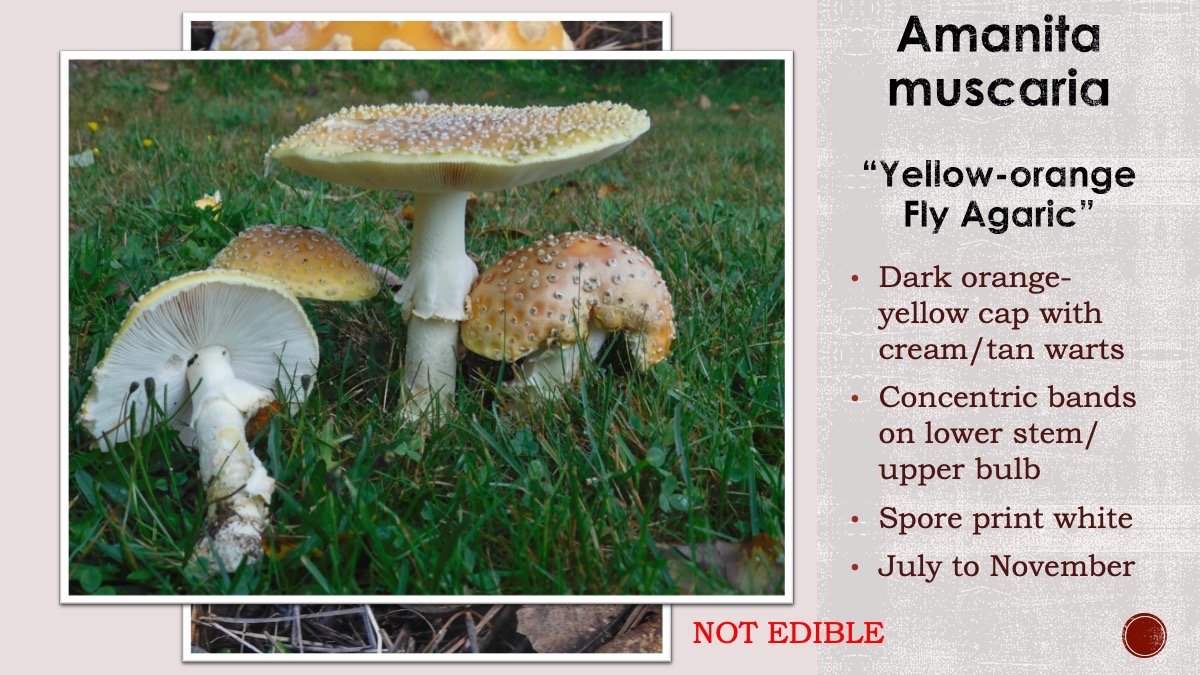 Slide115
