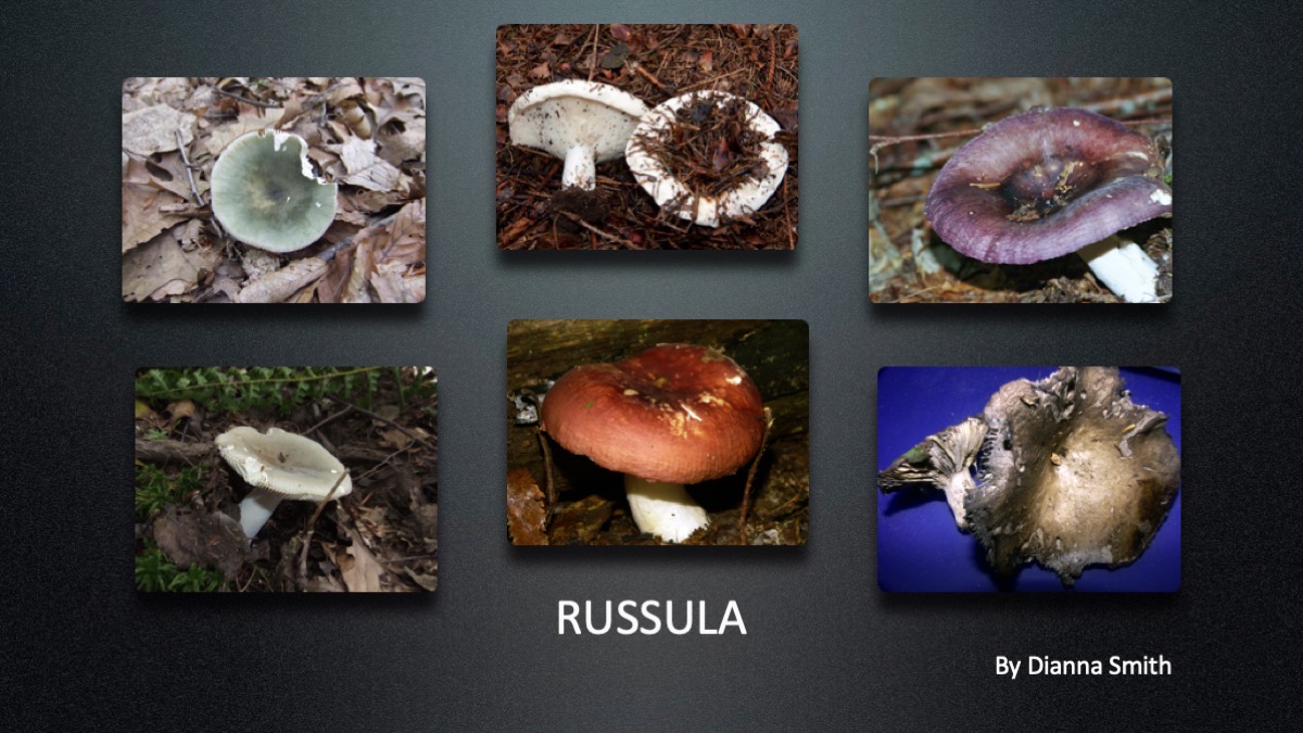 Slide12
