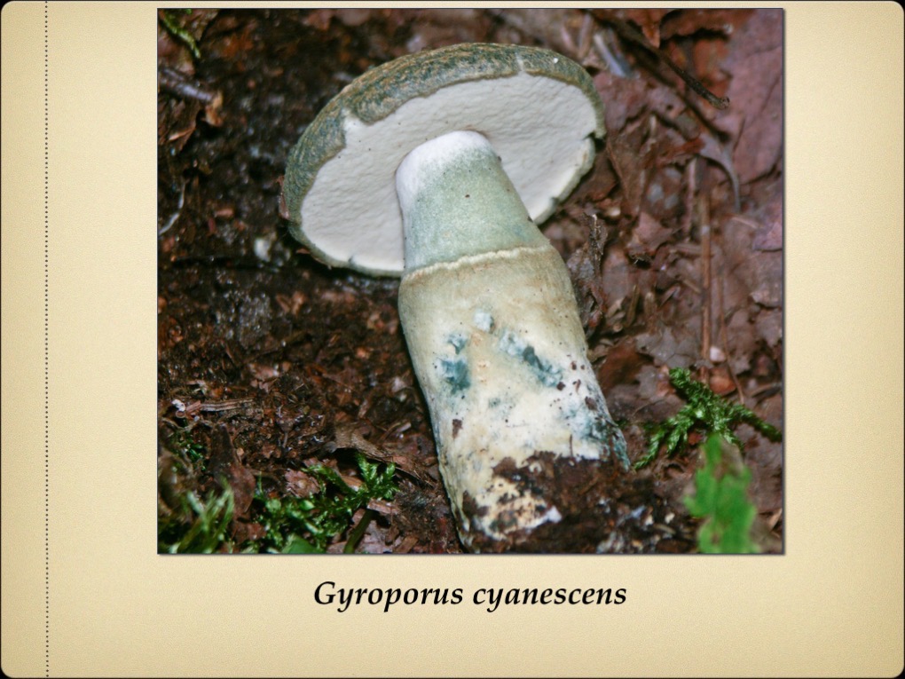 Slide15