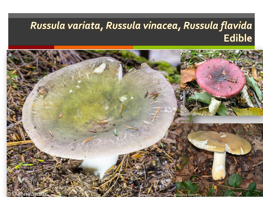 Slide176