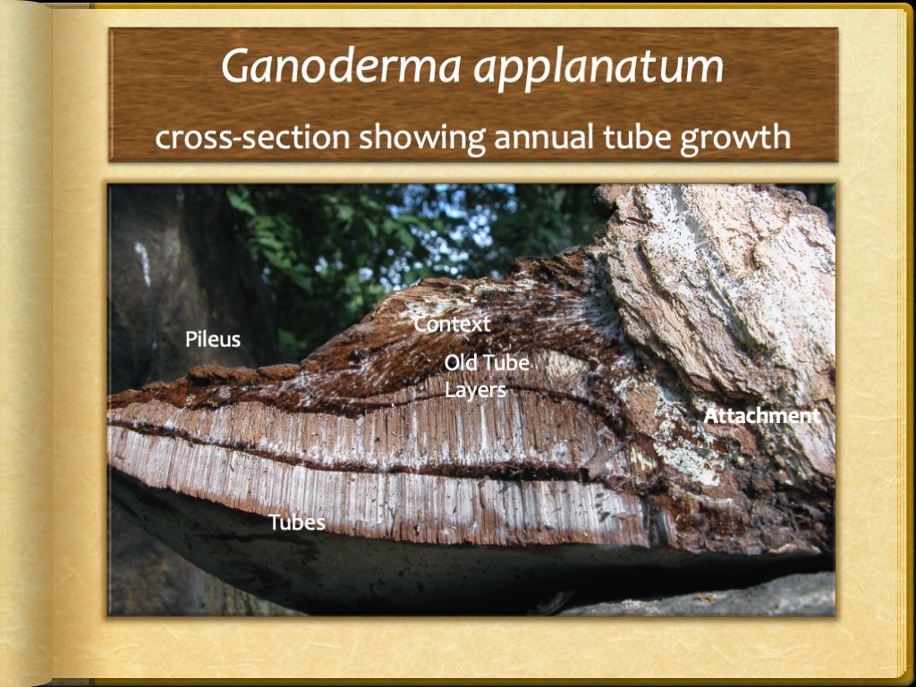 Slide19