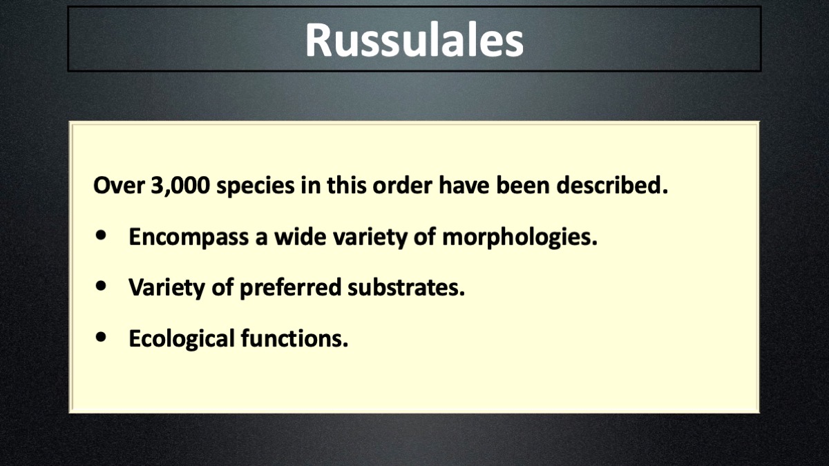 Slide2