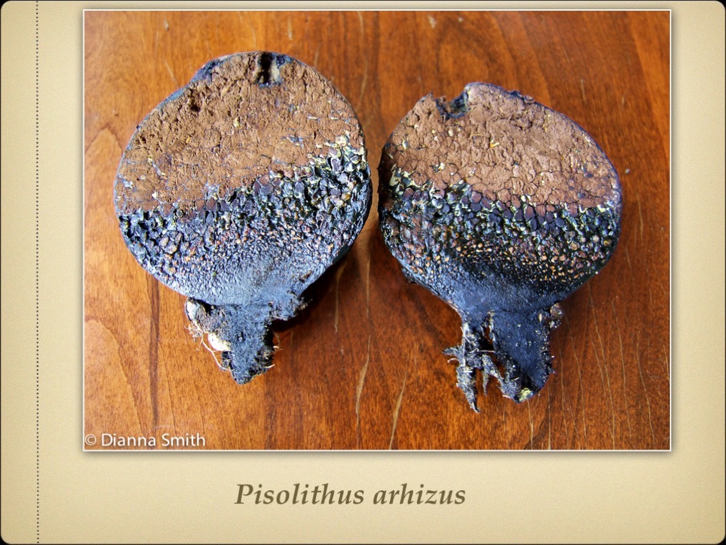 Slide21
