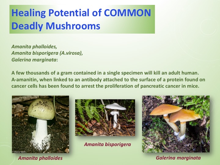 Slide029
