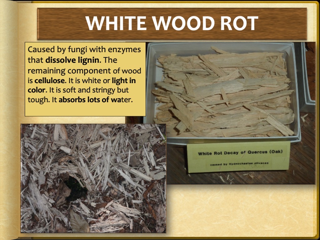 Slide24