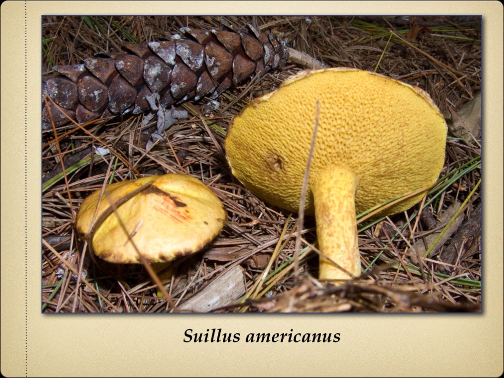 Slide29