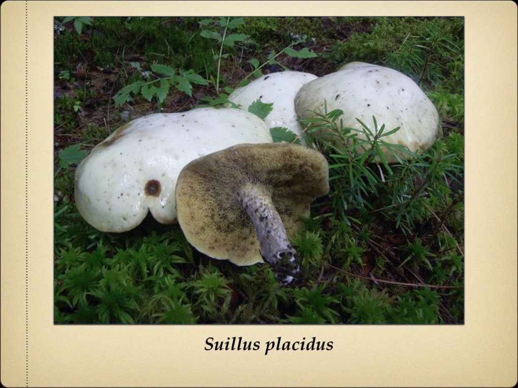 Slide31