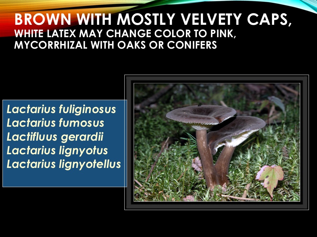 Slide31
