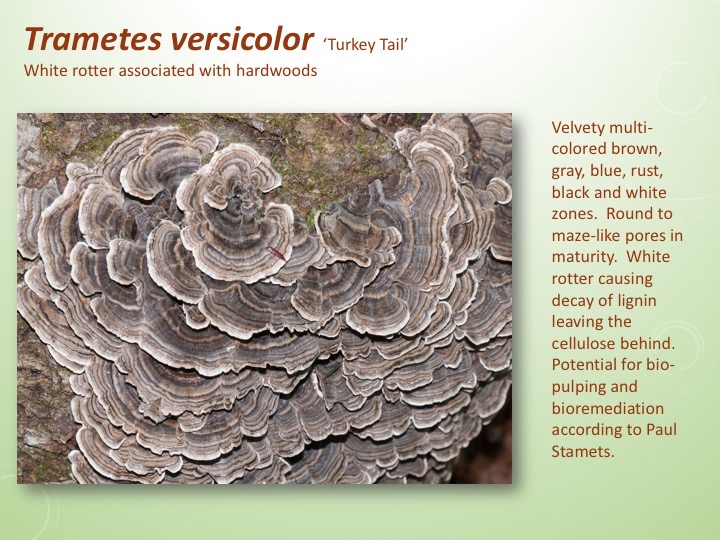 Slide043