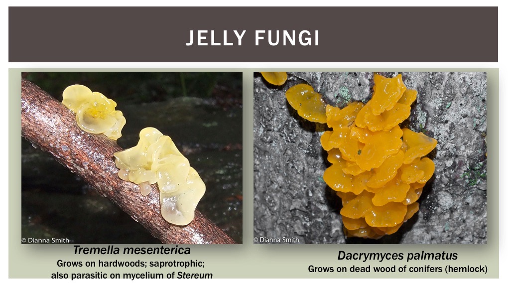 Slide31