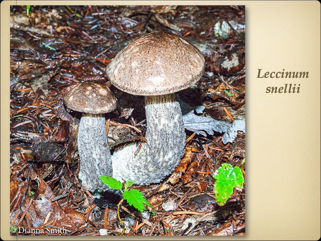 Slide34