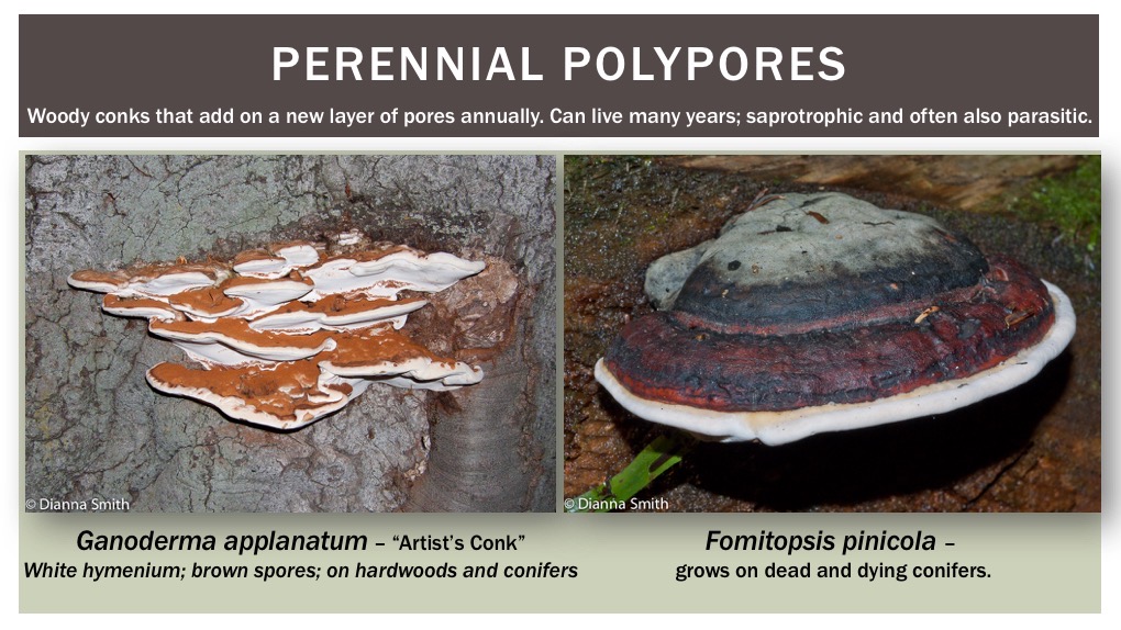 Slide35