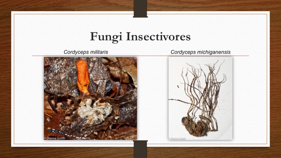 Slide36