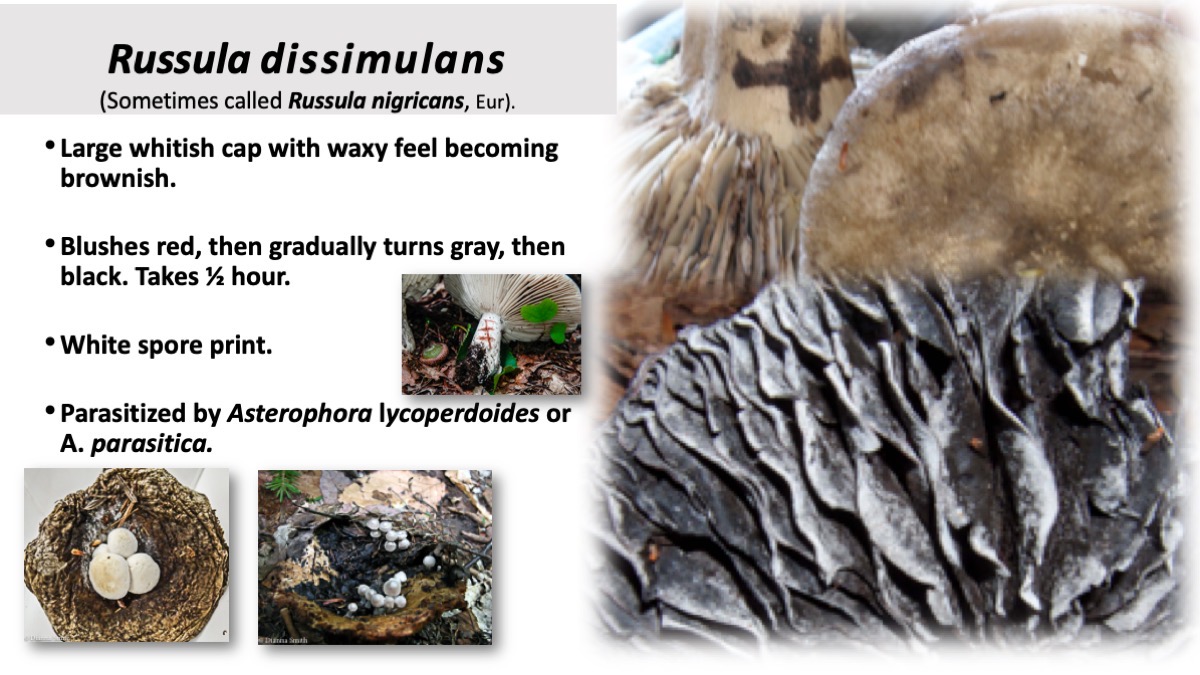 Slide36
