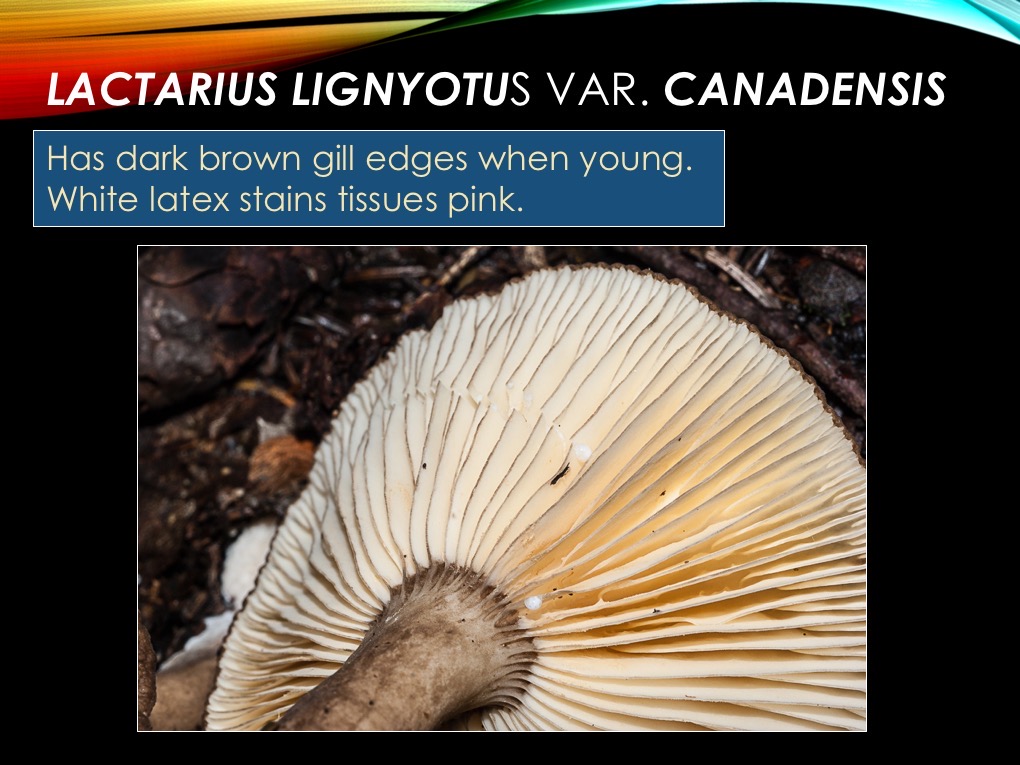 Slide37