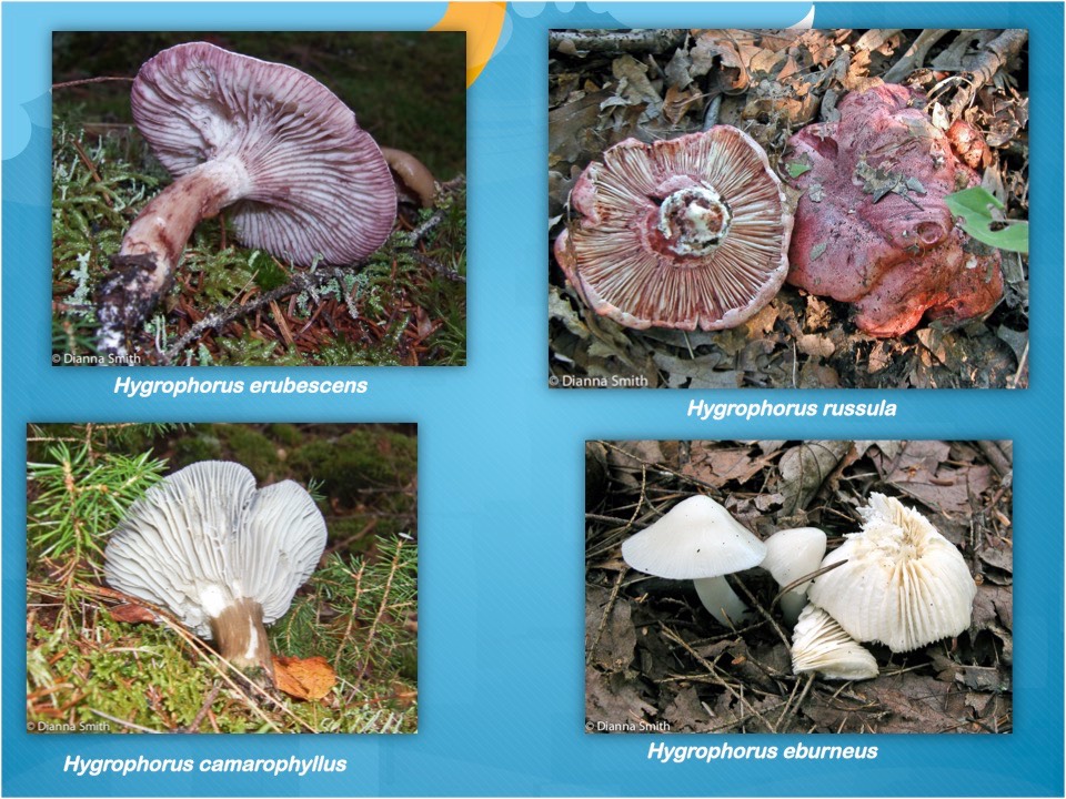 Slide38