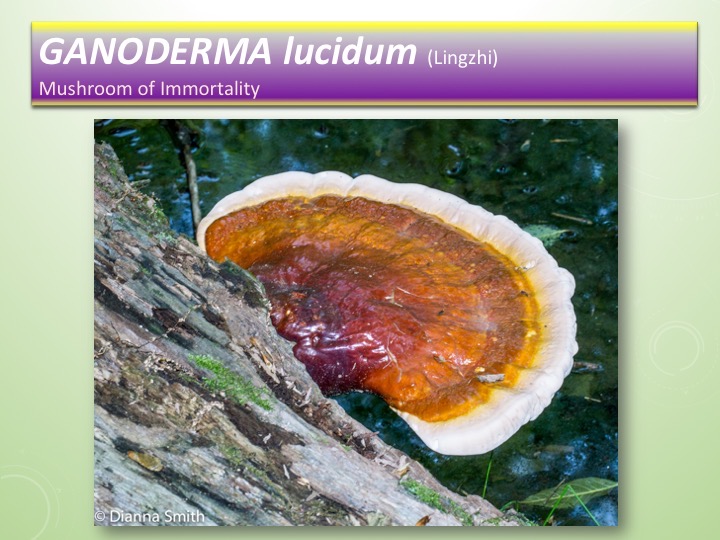 Slide051