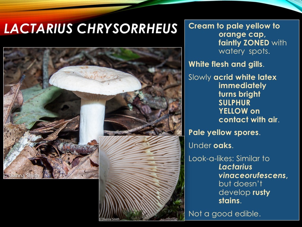 Slide41