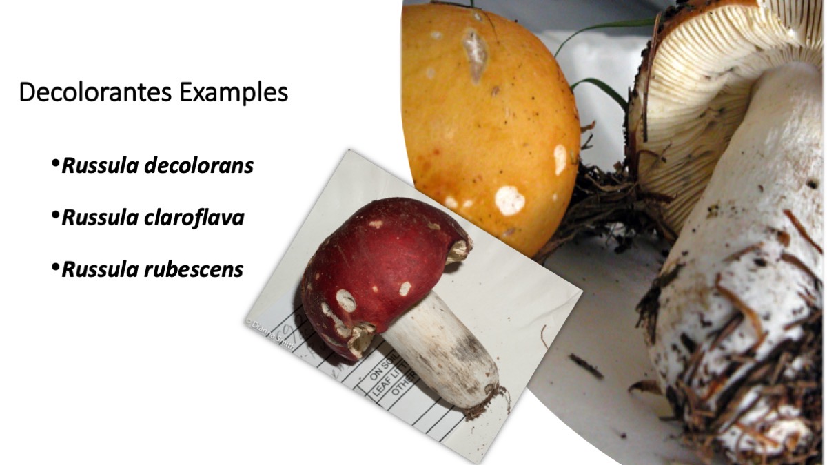 Slide41
