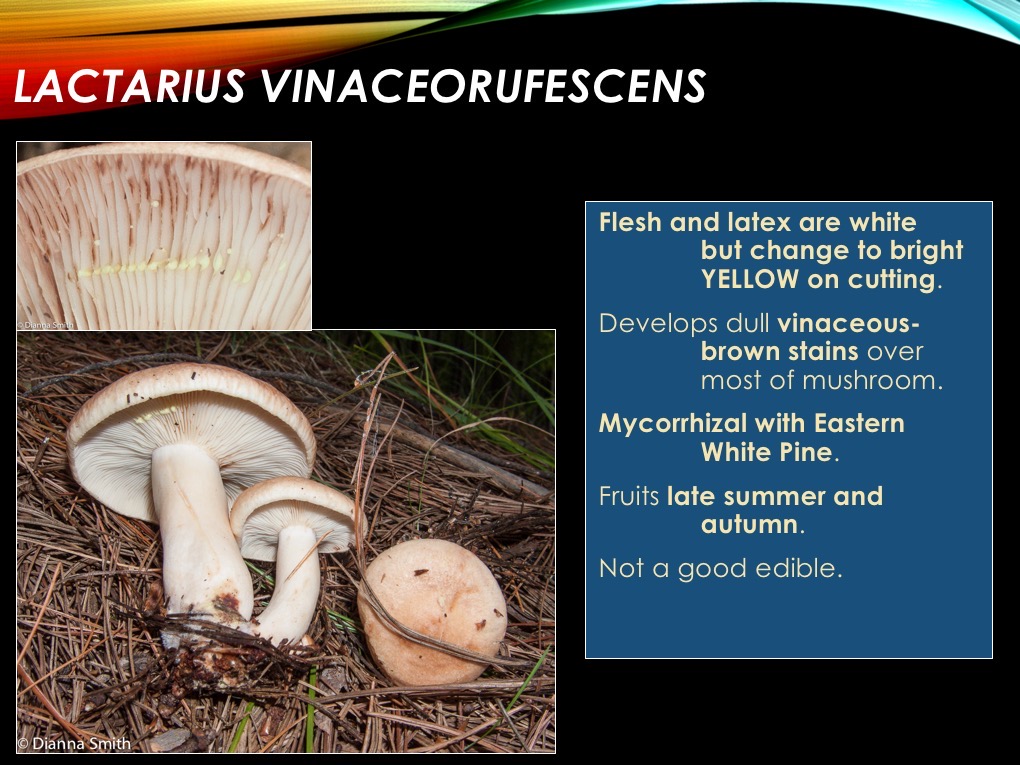 Slide42