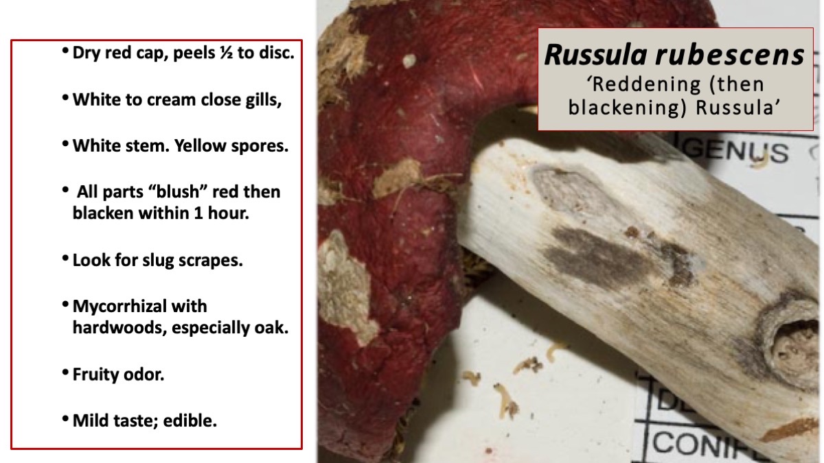 Slide44
