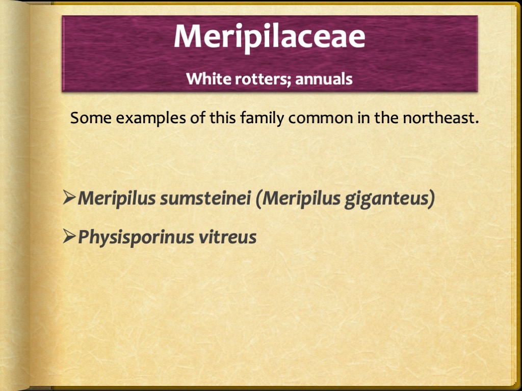 Slide50