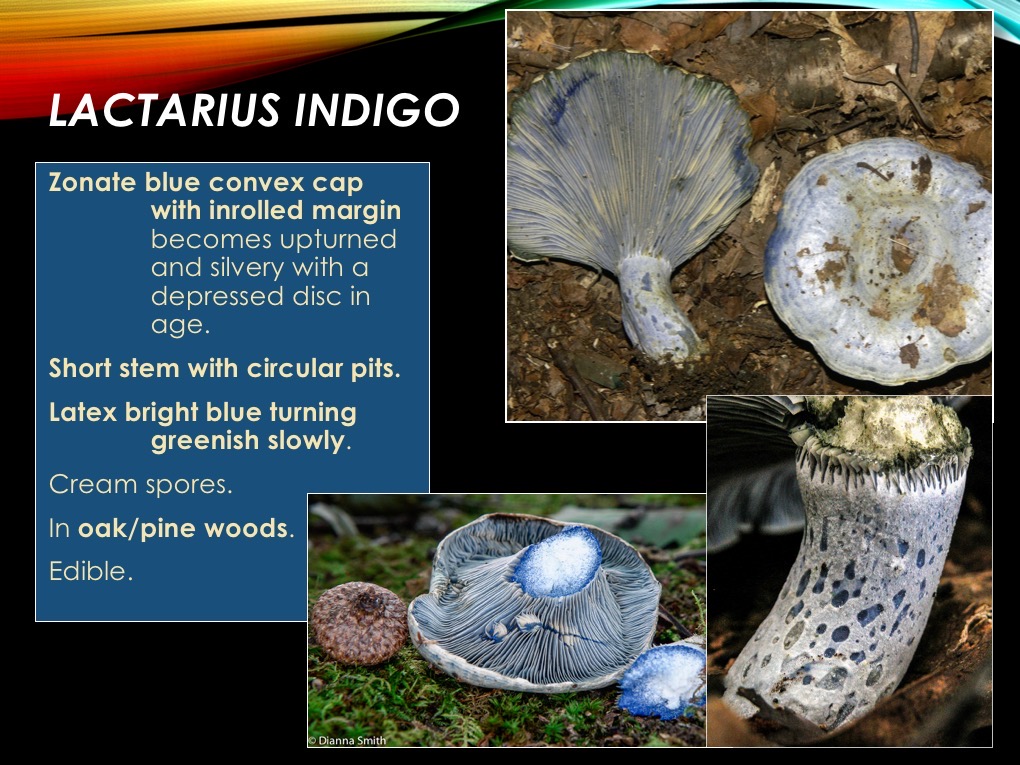 Slide51