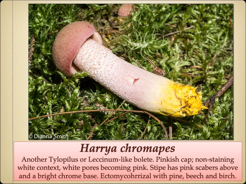 Slide51