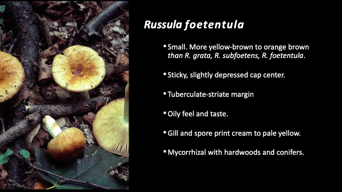 Slide51