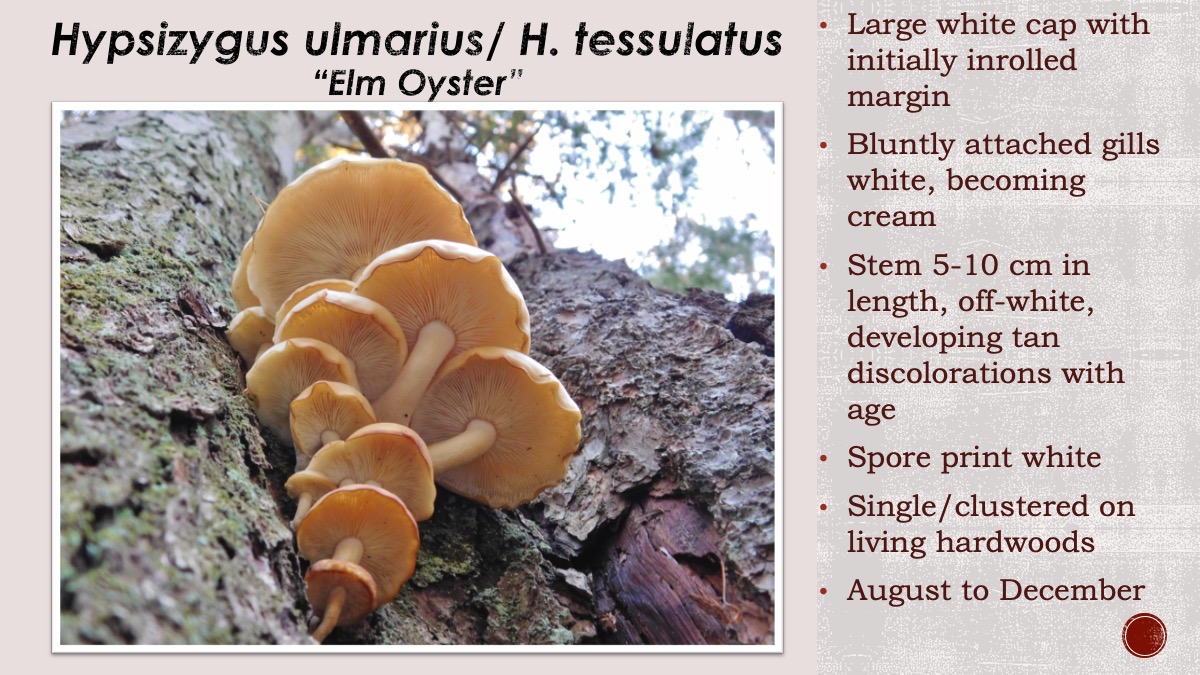 Slide51