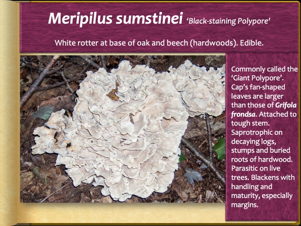 Slide51